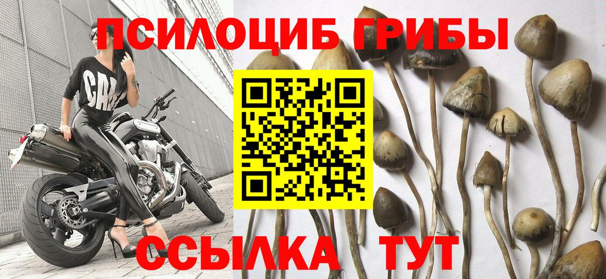 Псилоцибиновые грибы мицелий Магнитогорск